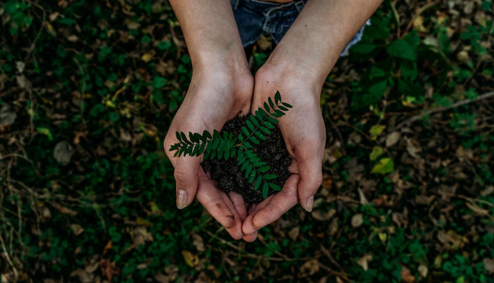 Hands holding a young plant